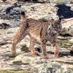 Un lince es atropellado en el término de Bailén